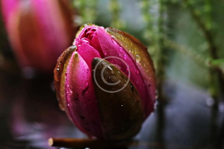 Buddhist Festivals & Ceremonies